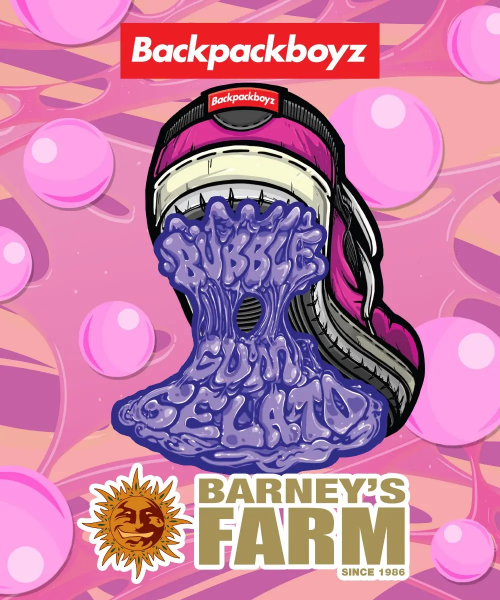 Bubblegum Gelato feminized, Barney's Farm