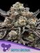 Epic Buzz feminized, Anesia Seeds