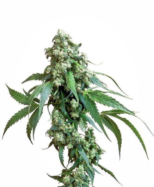 Jack Flash&reg; Seeds, Sensi Seeds