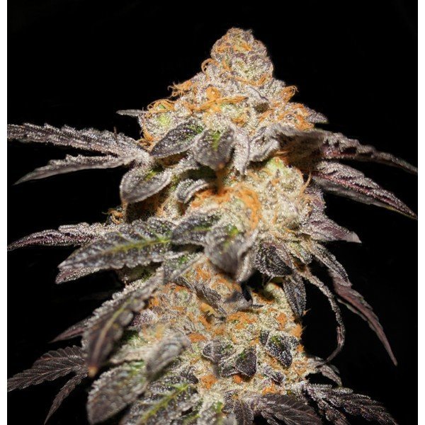 FRENCH COOKIES feminized, T.H.Seeds