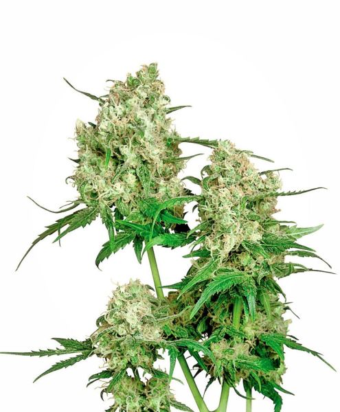 Maple Leaf Indica® Seeds, Sensi Seeds