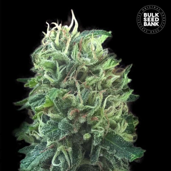 Green Scout Cookies feminized, Bulk Seed Bank