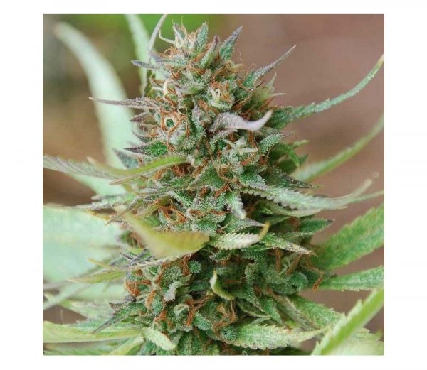 Fast Strawberry Blue feminized