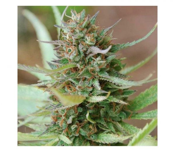 Fast Strawberry Blue feminized