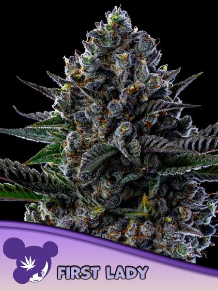 First Lady feminized, Anesia Seeds