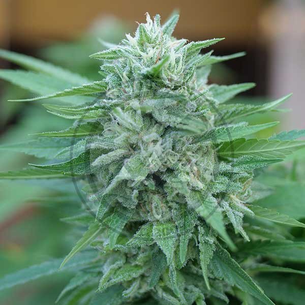 Moby Delicious feminized, Delicious Seeds