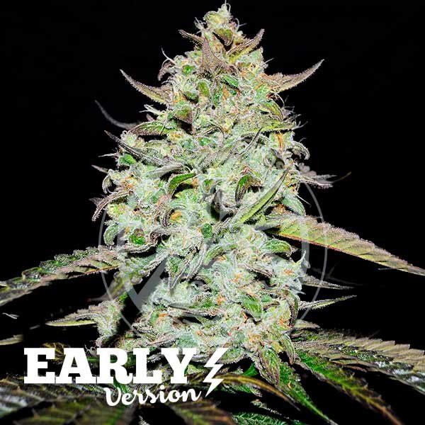 LEMON GAZZY feminized, Delicious Seeds