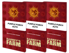 Auto Purple Punch Feminised, Barney's Farm