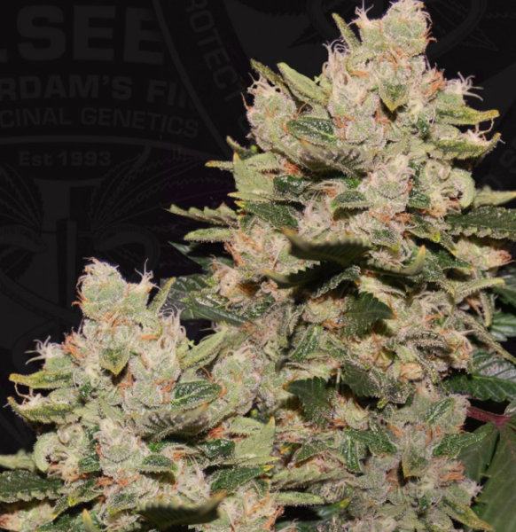 MOB feminized, T.H.Seeds