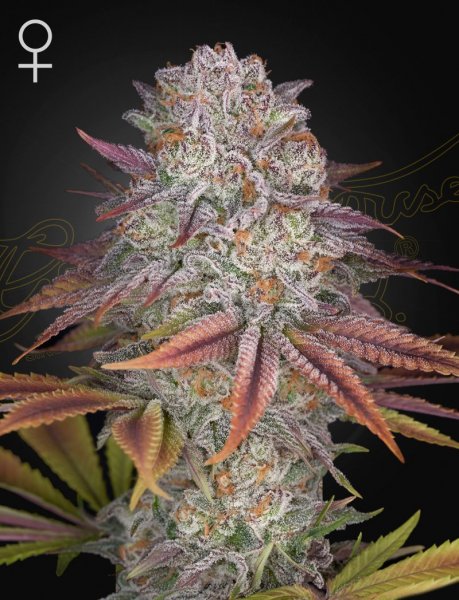 Pulp Friction Feminised, Green House Seeds