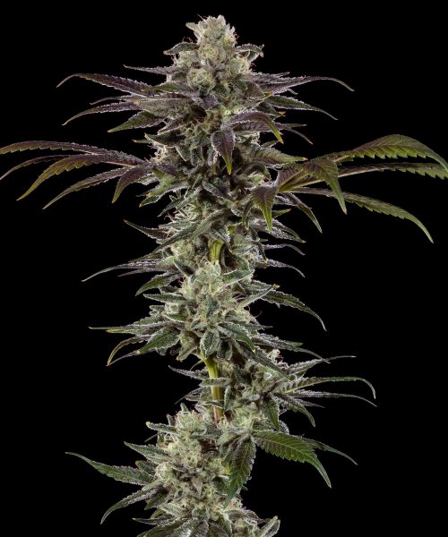 RS11 Feminised, Barney's Farm