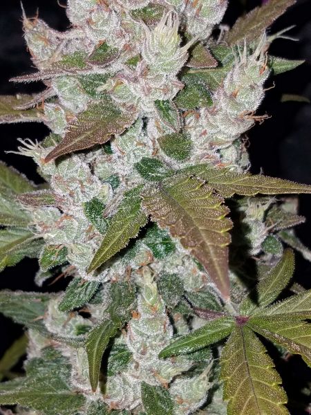 Auto Girl Scout Cookies feminized, Fast Buds
