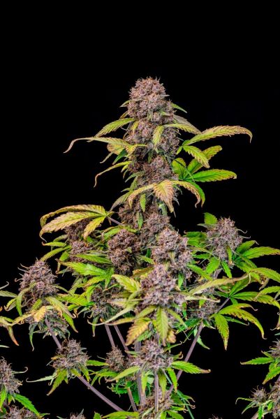Auto Lemon Cherry Cookies feminized, Fast Buds