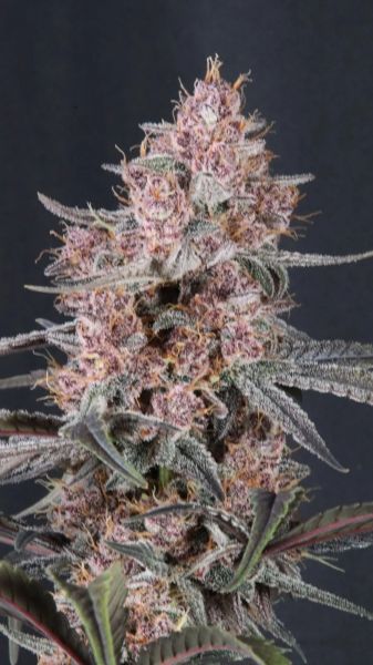Auto Mango Cherry Runtz feminized, Fast Buds