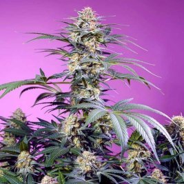 Auto Super Boof XL Auto SWS119 feminized, Sweet seeds
