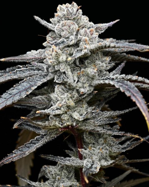 Lemon Cherry Gelato, Barney's Farm