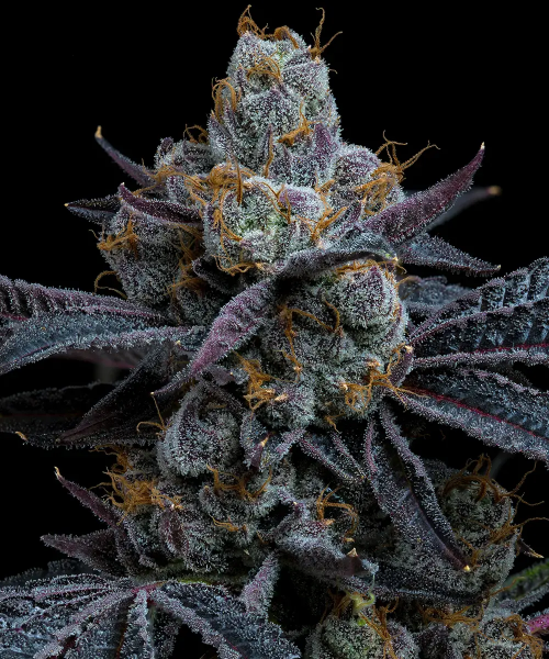 White Runtz Feminised, Barney's Farm