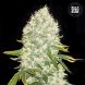 White Widow feminized, Bulk Seed Bank