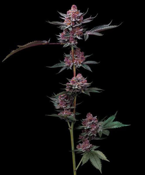 Cherry Poppers Feminised, Barney's Farm