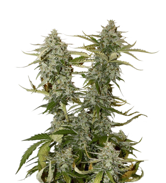 Candy Dawg Feminized, Seedstockers