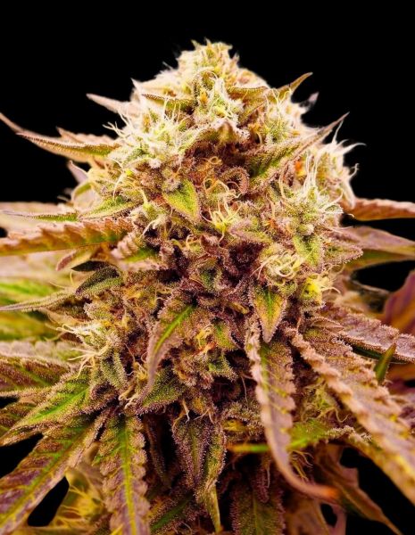Fast Appalachian Kush Feminized
