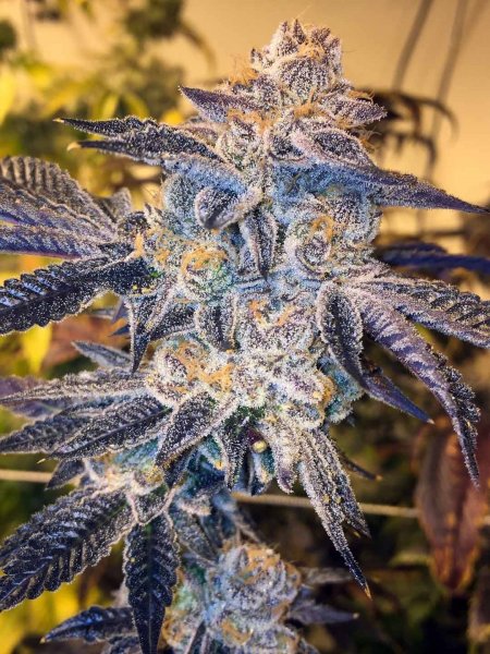 Girl Scout Cookies feminised, Barney's Farm
