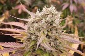 Auto Midnight Lemonade feminized