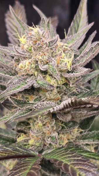 Auto Mango Frost feminized, Fast Buds