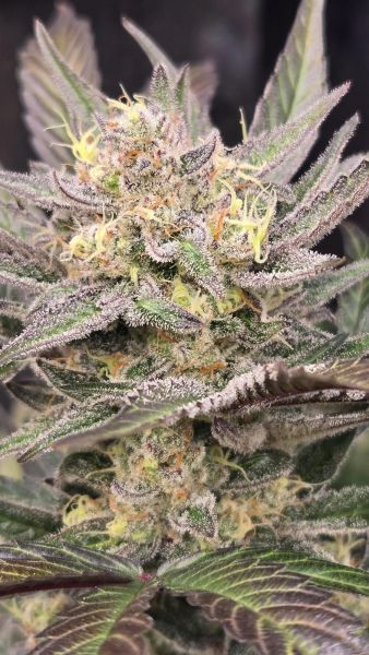 Auto Mango Frost feminized, Fast Buds