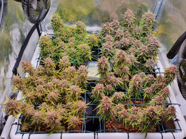 Auto Mix Pack feminized, Fast Buds