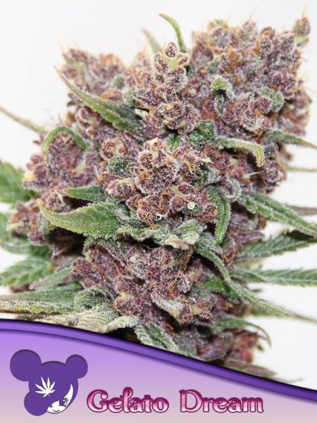 Gelato Dream feminized, Anesia Seeds