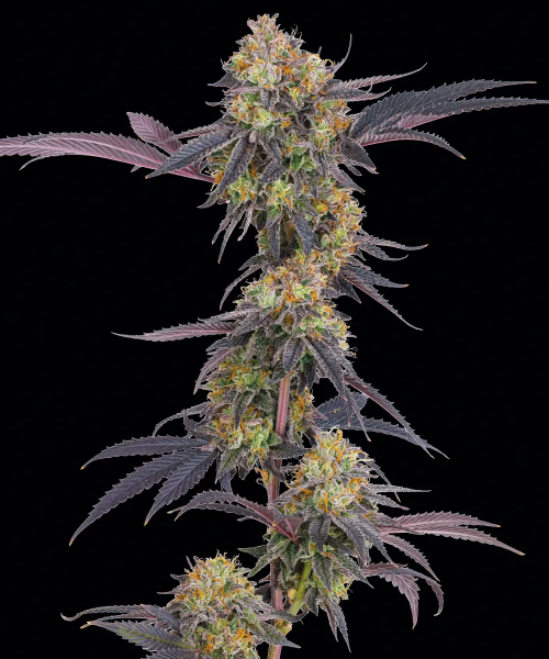 Tropicana Cherry feminized, Barney's Farm