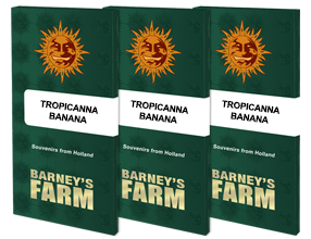 семена конопли сорт Tropicanna Banana Feminised