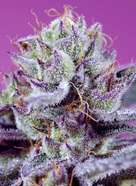 Auto Diablo’s Delight XL SWS113 feminized, Sweet Seeds