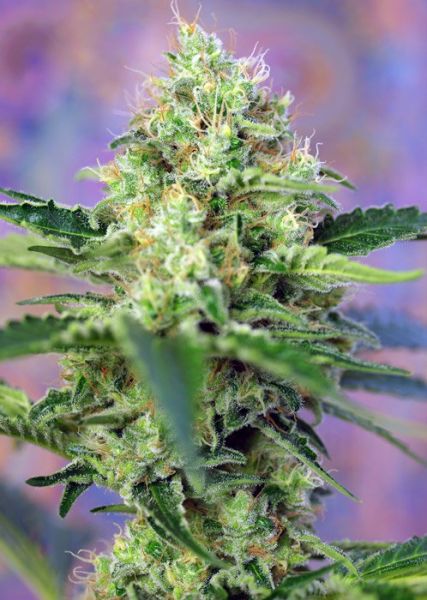 Crystal Candy SWS58 feminized, Sweet Seeds