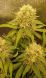 Crystal Candy SWS58 feminized, Sweet Seeds