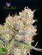 Future #1 feminized, Anesia Seeds