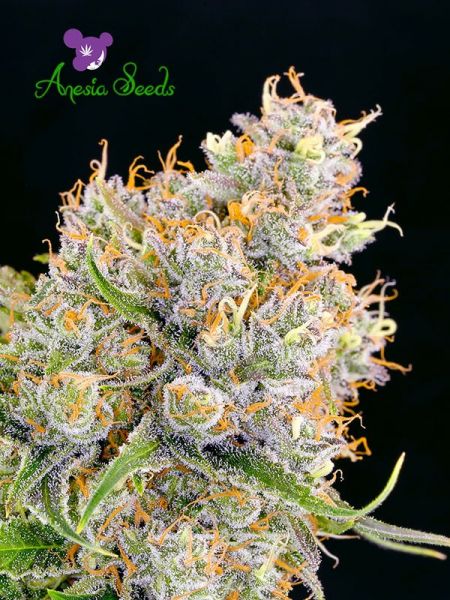 Future #1 feminized, Anesia Seeds