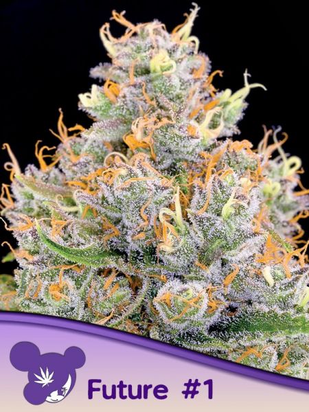 Future #1 feminized, Anesia Seeds