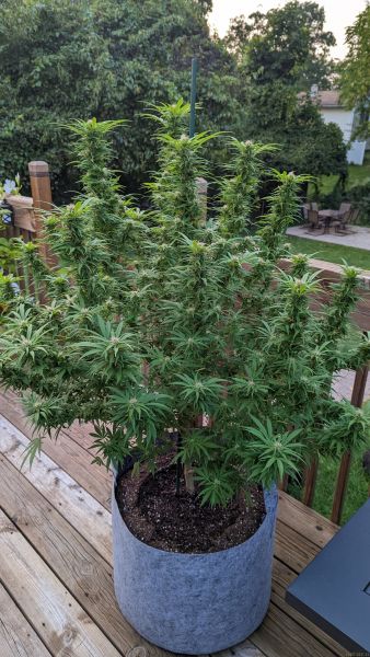 Future #1 feminized, Anesia Seeds