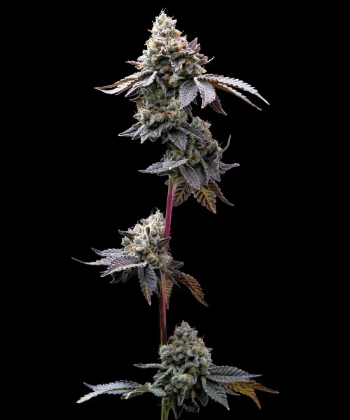 GMO Cookies Feminised, Barney's Farm