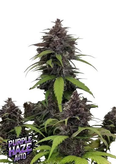 Auto Purple Haze feminized, Fast Buds