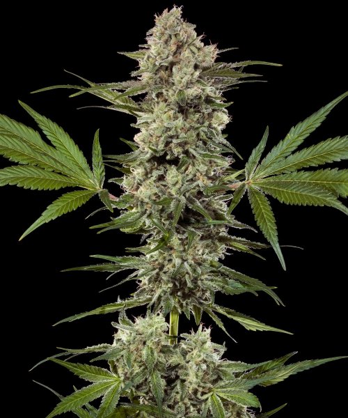Banana Runtz Feminised, Barney's Farm