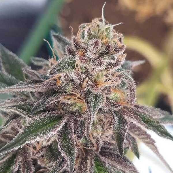 Auto Tasty Cookies feminized