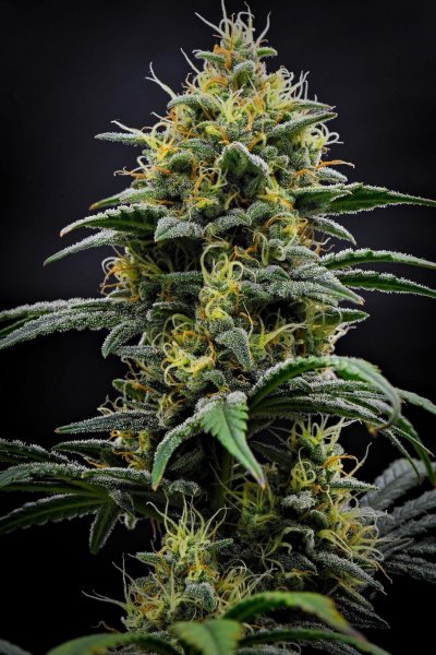 Auto Mendo Cherry Cookiesfeminized, Fast Buds