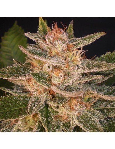 Auto Sweet Delight  feminized, Delicious Seeds