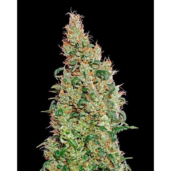 Auto Green-O-Matic Feminised, Green House Seeds