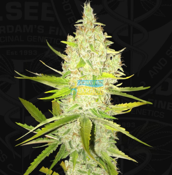 Chicle Feminized, T.H.Seeds