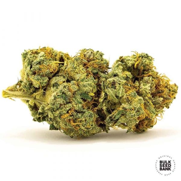 Auto Banana Monkey feminized