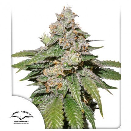 Auto Mokum's Tulip feminised, Dutch Passion, 3 шт авто фемінізованих, 3